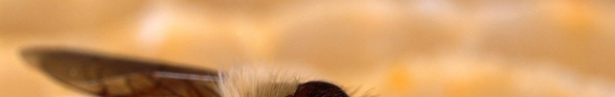 EFSA: Bienen in Gefahr durch Neonicotinoide | Wissen & Umwelt | DW | 28.02.2018