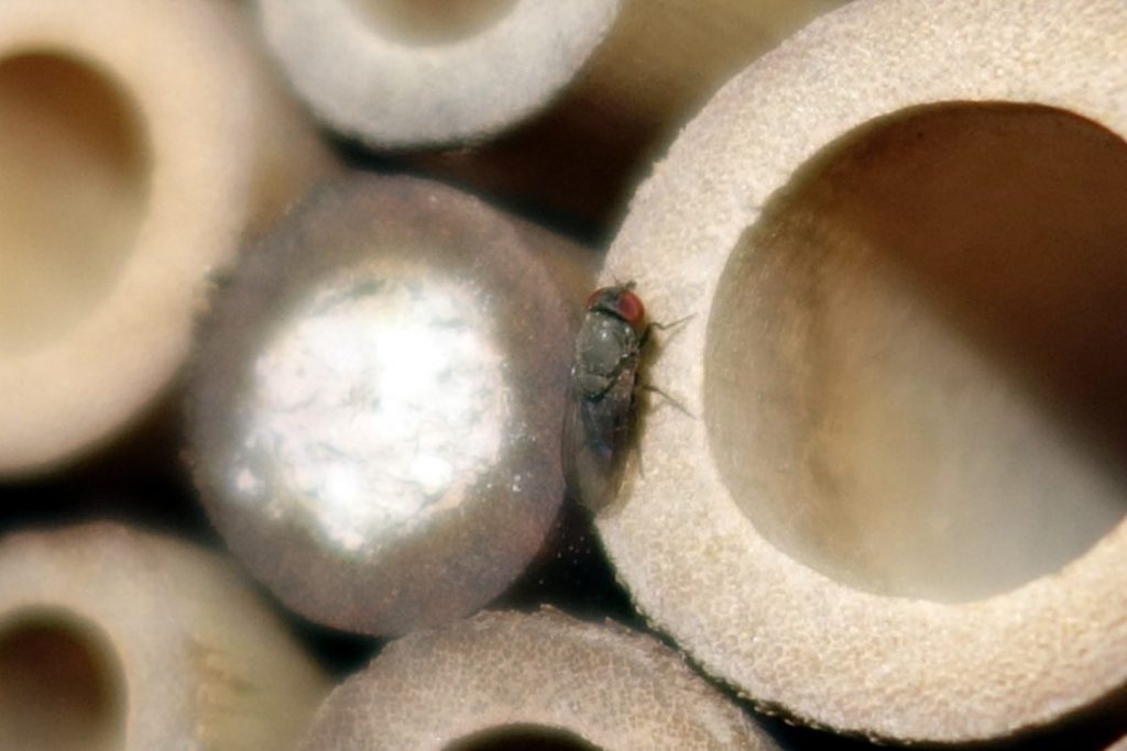 Mauerbienen als Untermieter; Parasit Cacoxenus indagator (Mauerbienen-Taufliege) © Thomas Petschinka