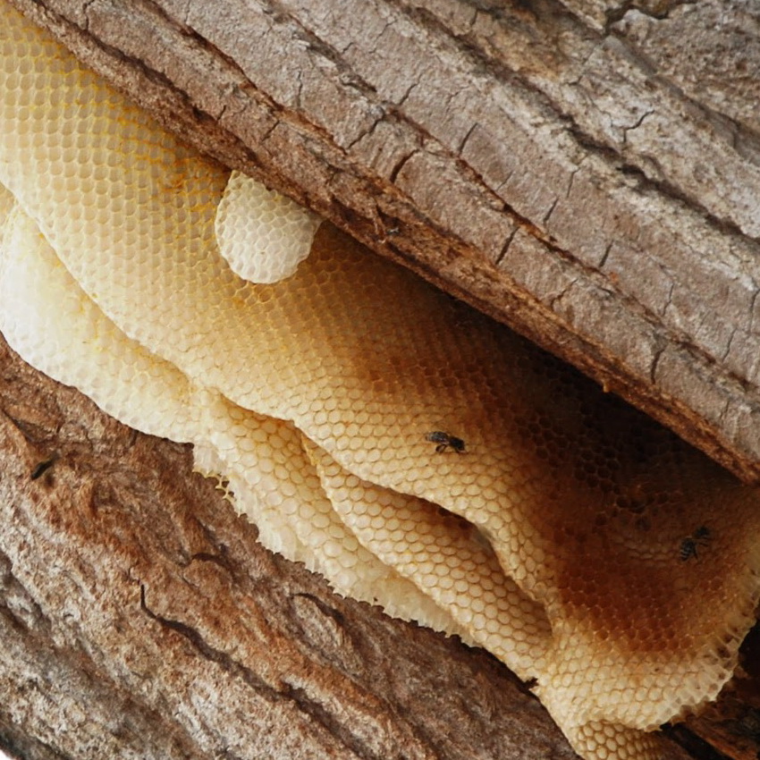 Bienenwabe im Baum