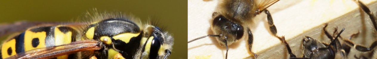 Vergleich Wespe – Biene