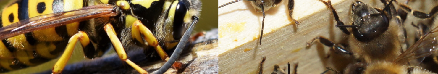 Vergleich Wespe – Biene