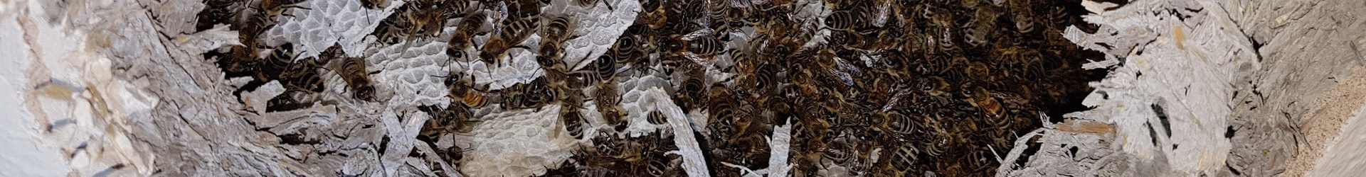 Bienenschwarm aus der Zwischendecke einer Garage geborgen