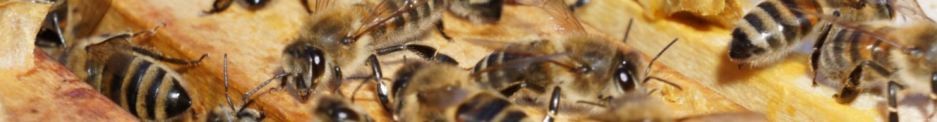 BMEL – Veranstaltungen und Messen – Bienen-Konferenz am 27.10.2016