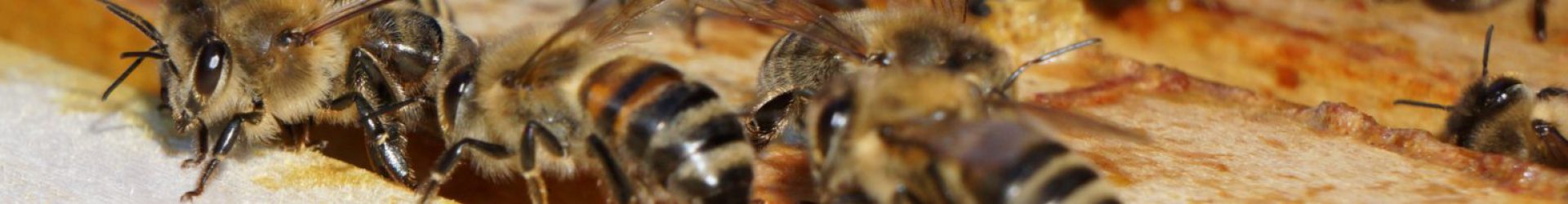 Impressionen beim Bienenvölker-Check